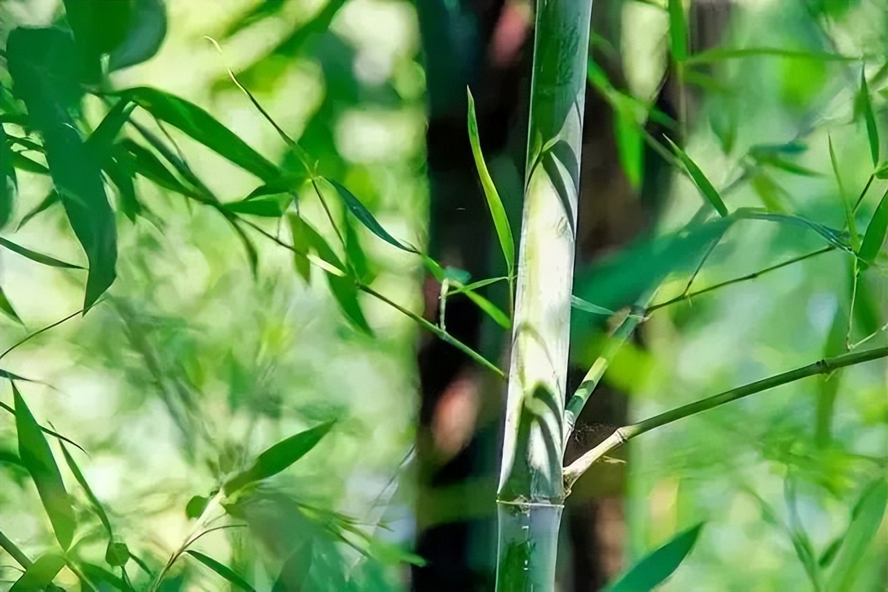 邛崃川西竹海攻略,邛崃竹海徒步攻略