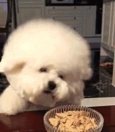 怎么判断比熊喜不喜欢你,比熊对你嗷嗷叫