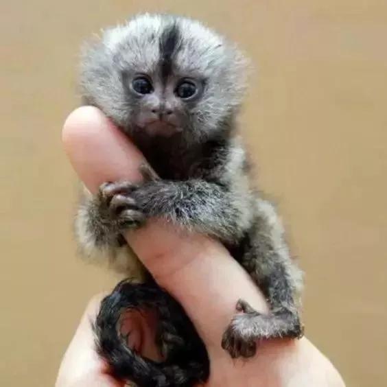 动物千姿百态,动物园的动物千姿百态