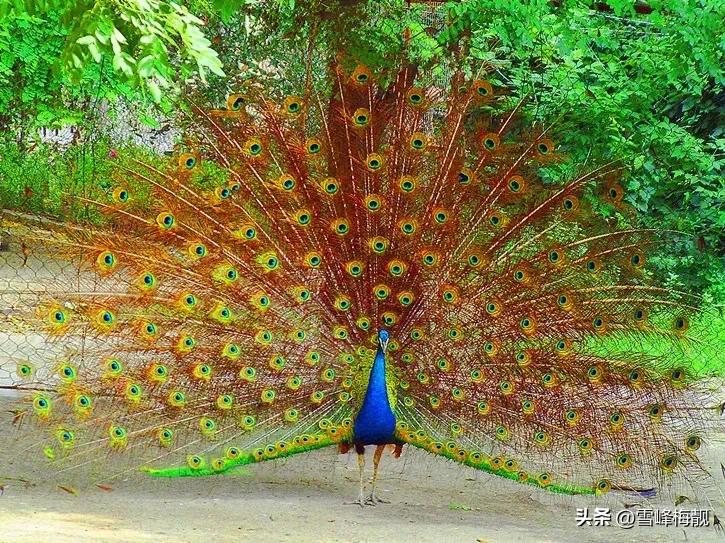 疫情之下的生活状态和感悟,疫情之下对生命及生活的感悟