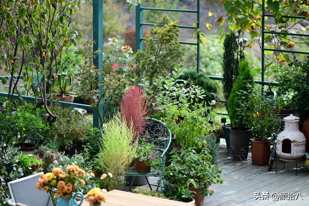 几乎没有存在感的七里香，到底是怎样的？|园丁