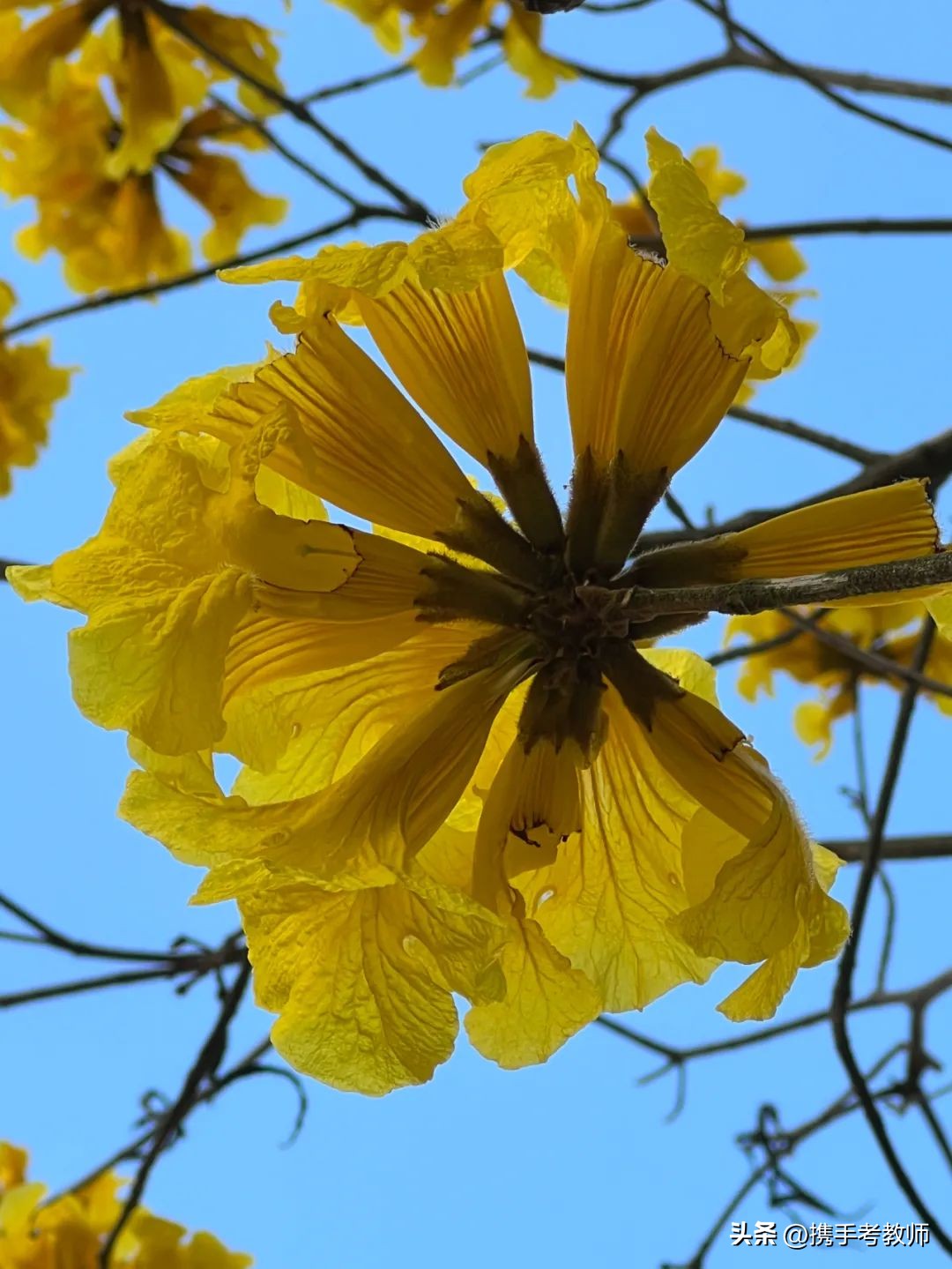 黄花风铃木品种介绍,黄花风铃木生长缓慢