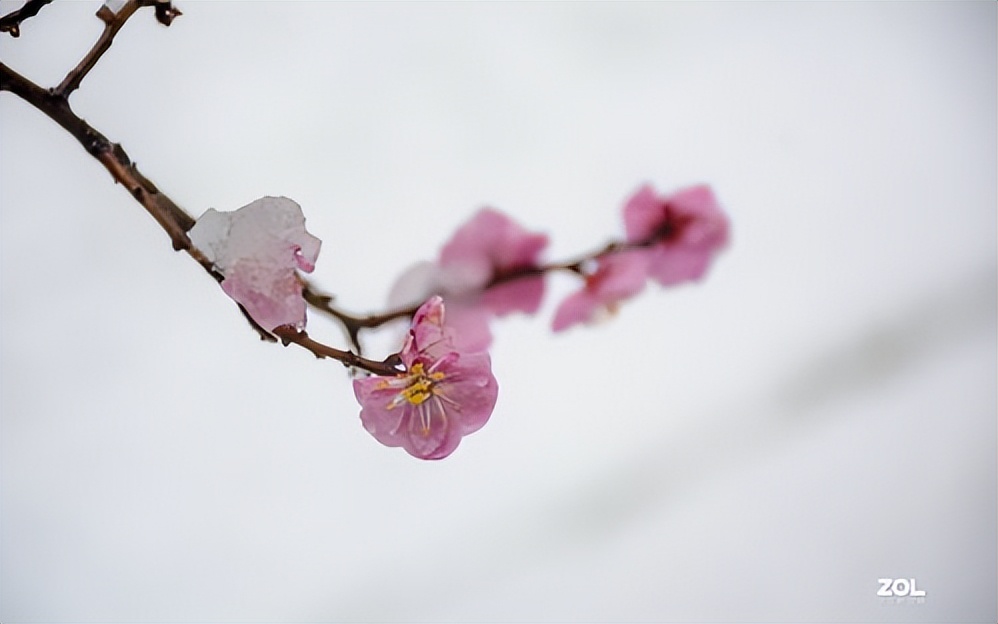 品鉴唐诗宋词之美,分享唐诗之美感受宋词之味