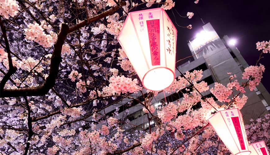 东京目黑川赏樱,东京中目黑樱花