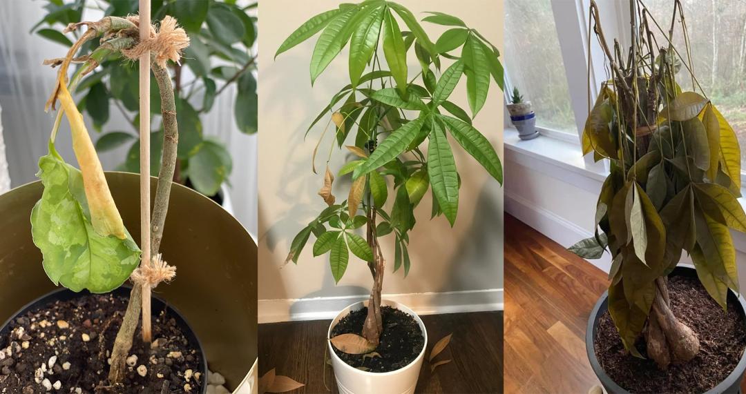 水多的植物如何挽救？植物烂根的迹象，如何拯救烂根植物？