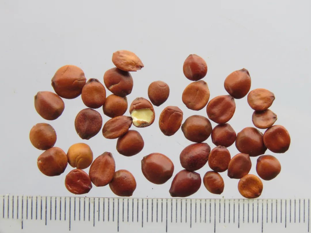 嗨，你家酸枣仁买对了吗？