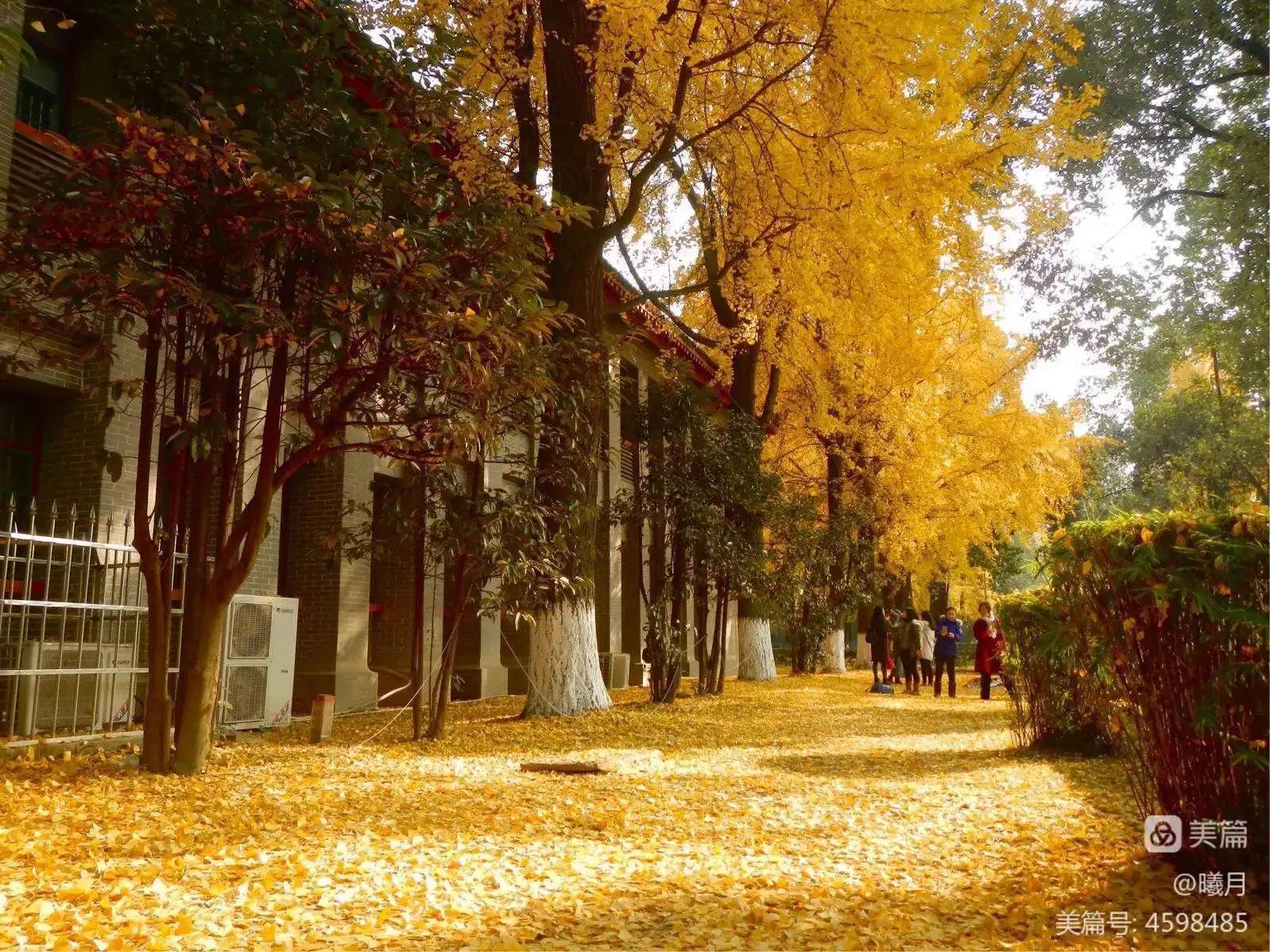 童年记忆—川大是个大院子（三）