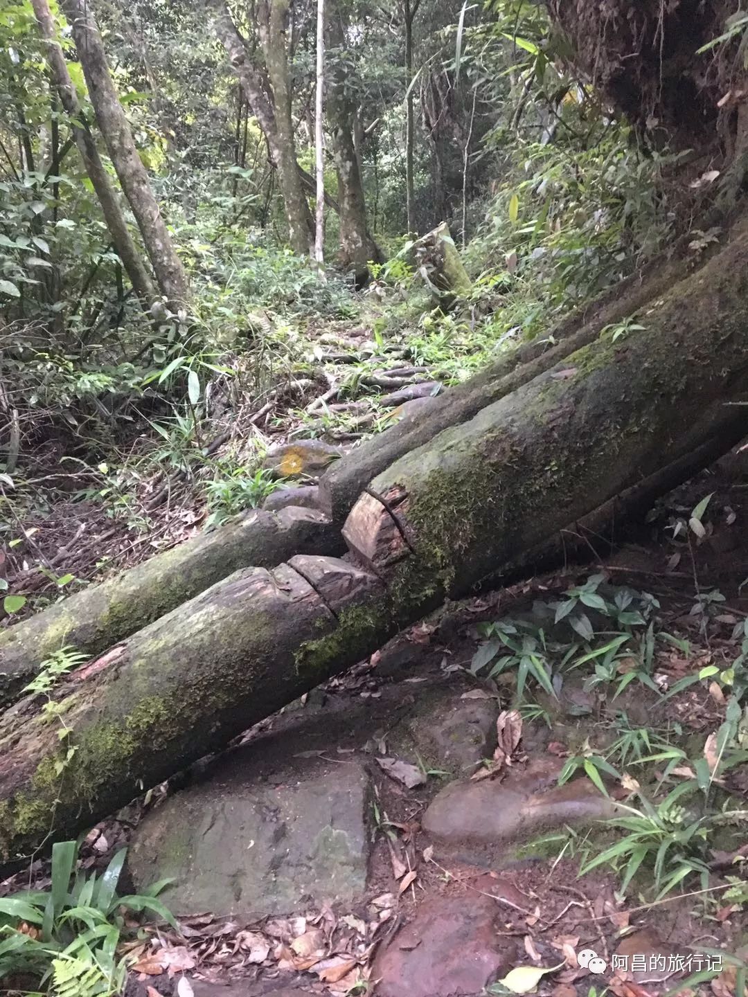 广西十万大山国家森林公园,广西十万大山国家森林公园图片
