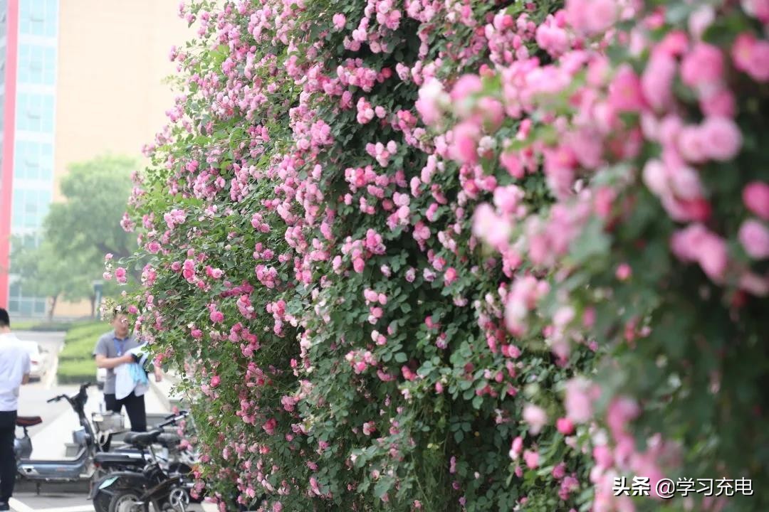 山东现代学院到底怎样,山东现代学院在什么位置