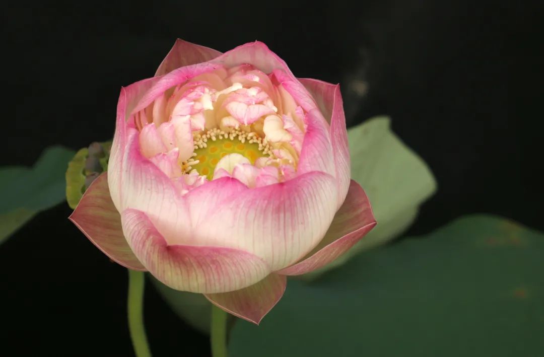 绝美的荷花品种大全图集,超好看荷花品种大型荷花