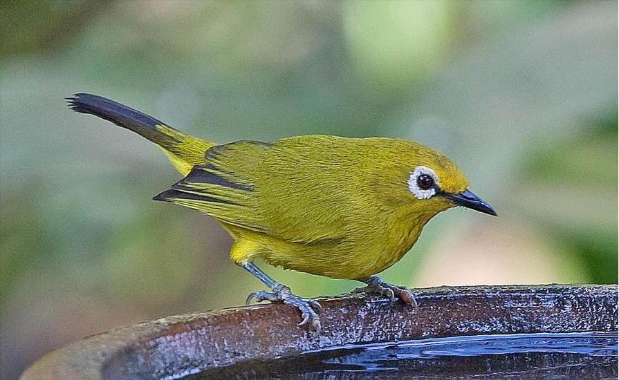 50张最佳鸟类摄影作品,鸟儿大全大图