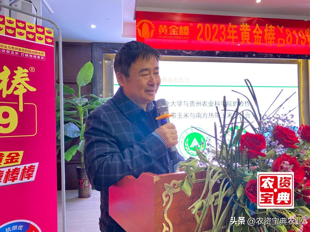 黄金棒819玉米种介绍,玉米种黄金棒918