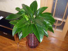 海南金钻还是云南金钻凤梨好吃,小型金钻和大金钻绿植能长多高