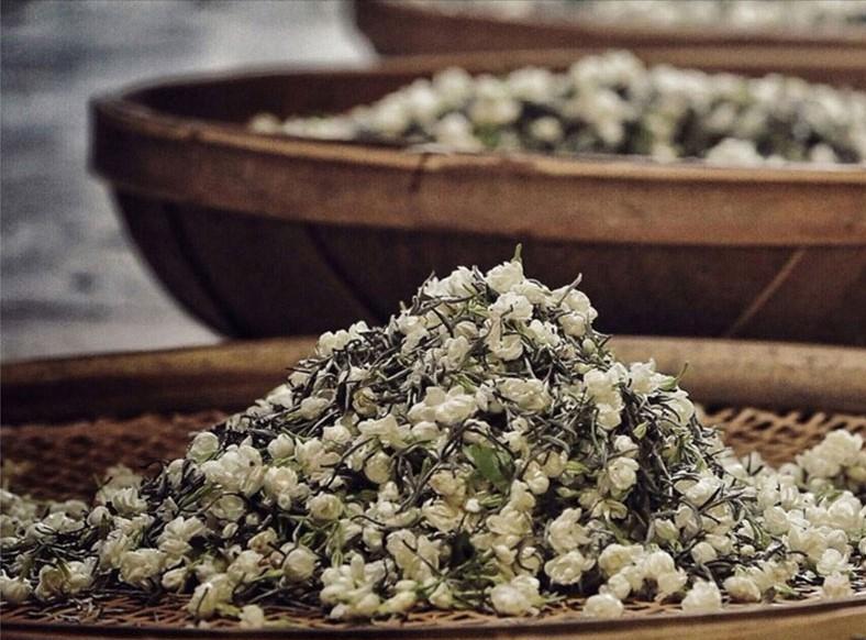 推荐一款福州茉莉花茶,茉莉花茶推荐浓香型银毫级