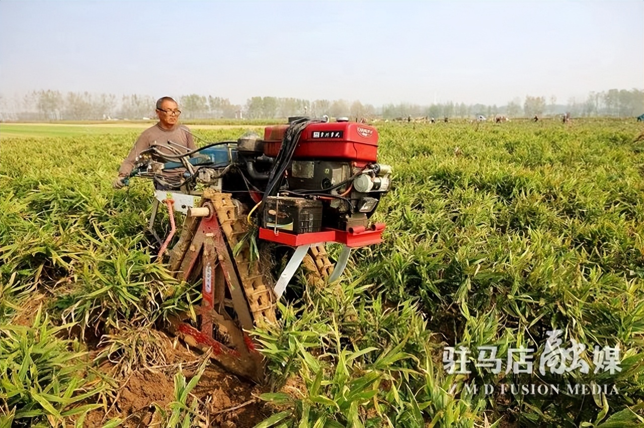 驻马店生姜种植基地,驻马店附近大姜种植基地
