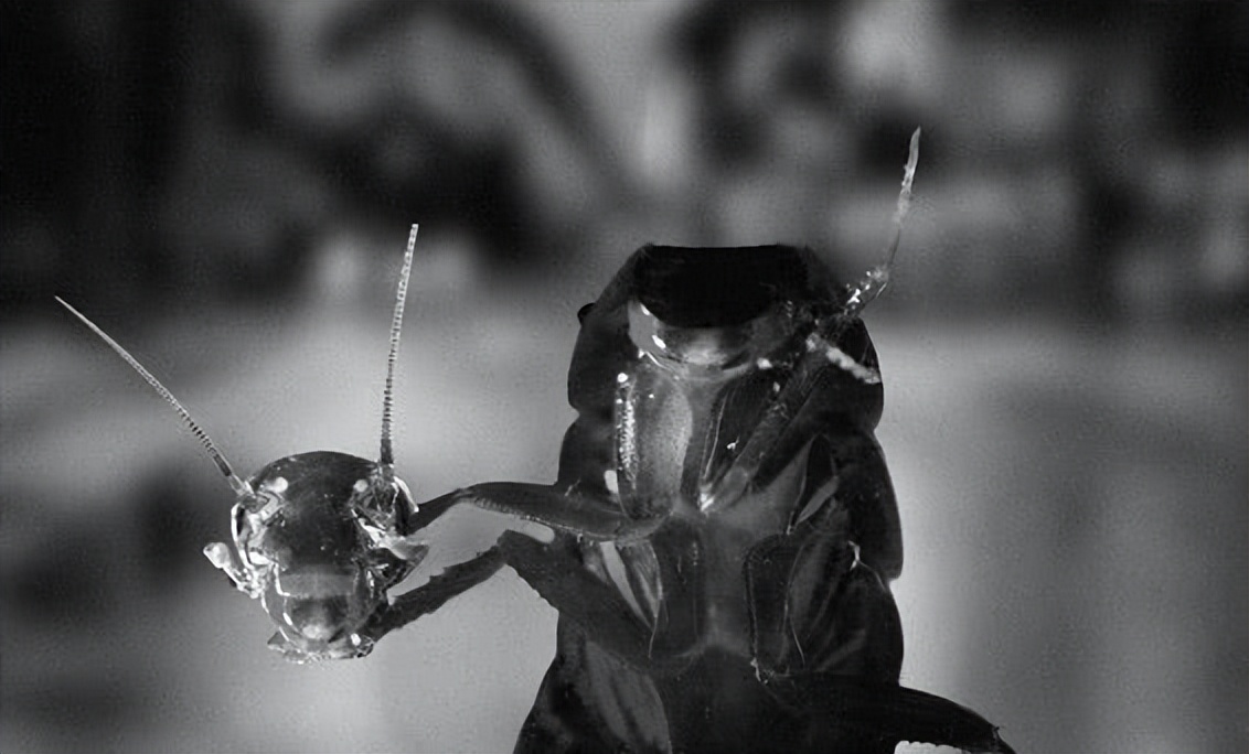 蟑螂为什么生命力顽强踩了都不死,蟑螂为什么踩死后第二天不见了