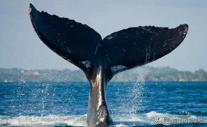 美人鱼神秘吗,美人鱼真实秘密