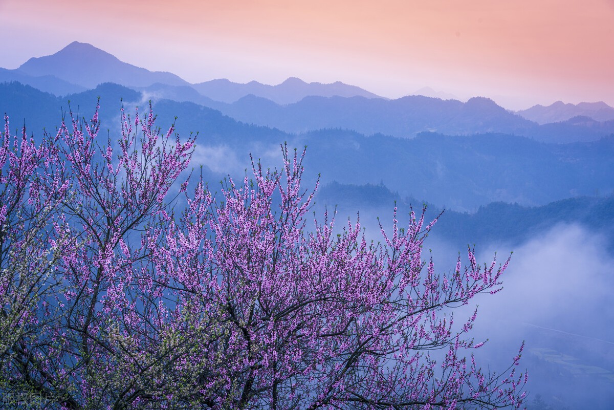 具有代表性的桃花古诗,古诗中描写桃花的诗句有哪些
