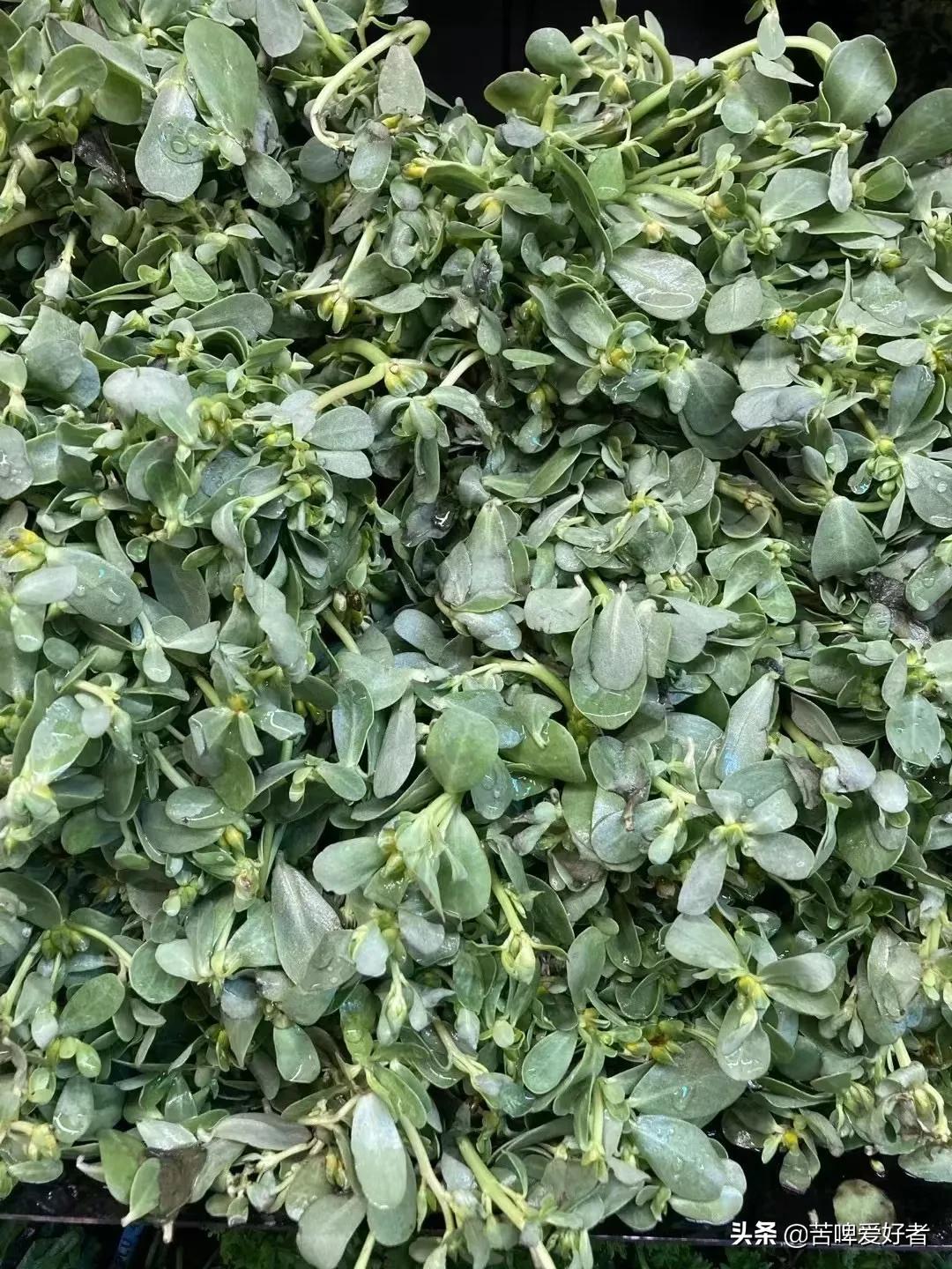 小时候割猪草,小时候割喂猪的猪草都叫什么