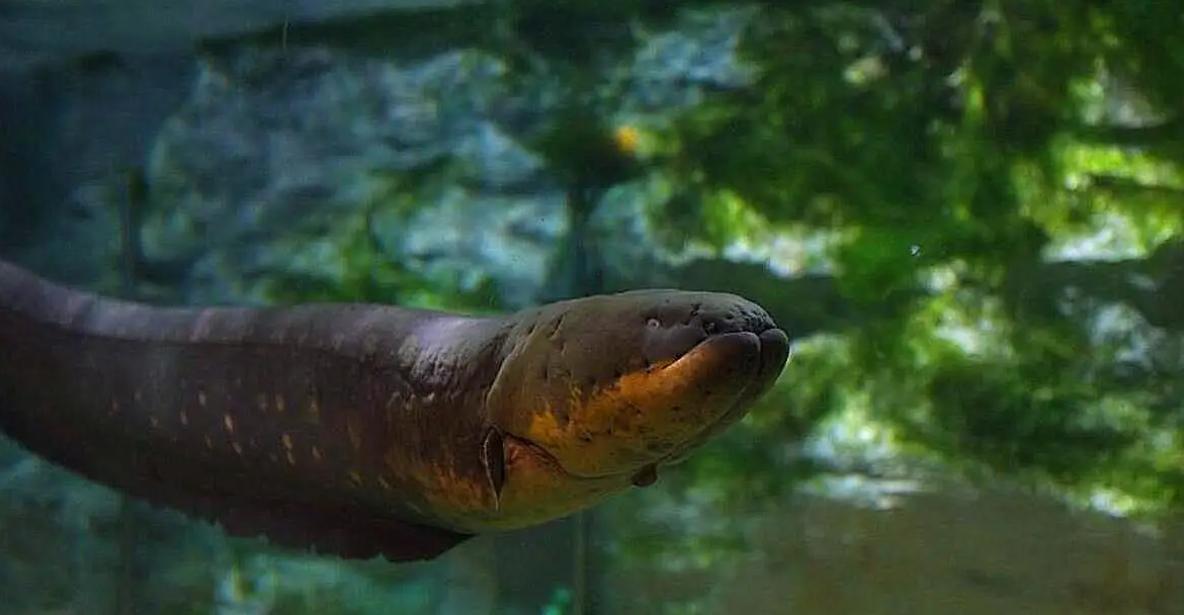 巴西球员被食人鱼吃剩骨,巴西球员惨遭食人鱼