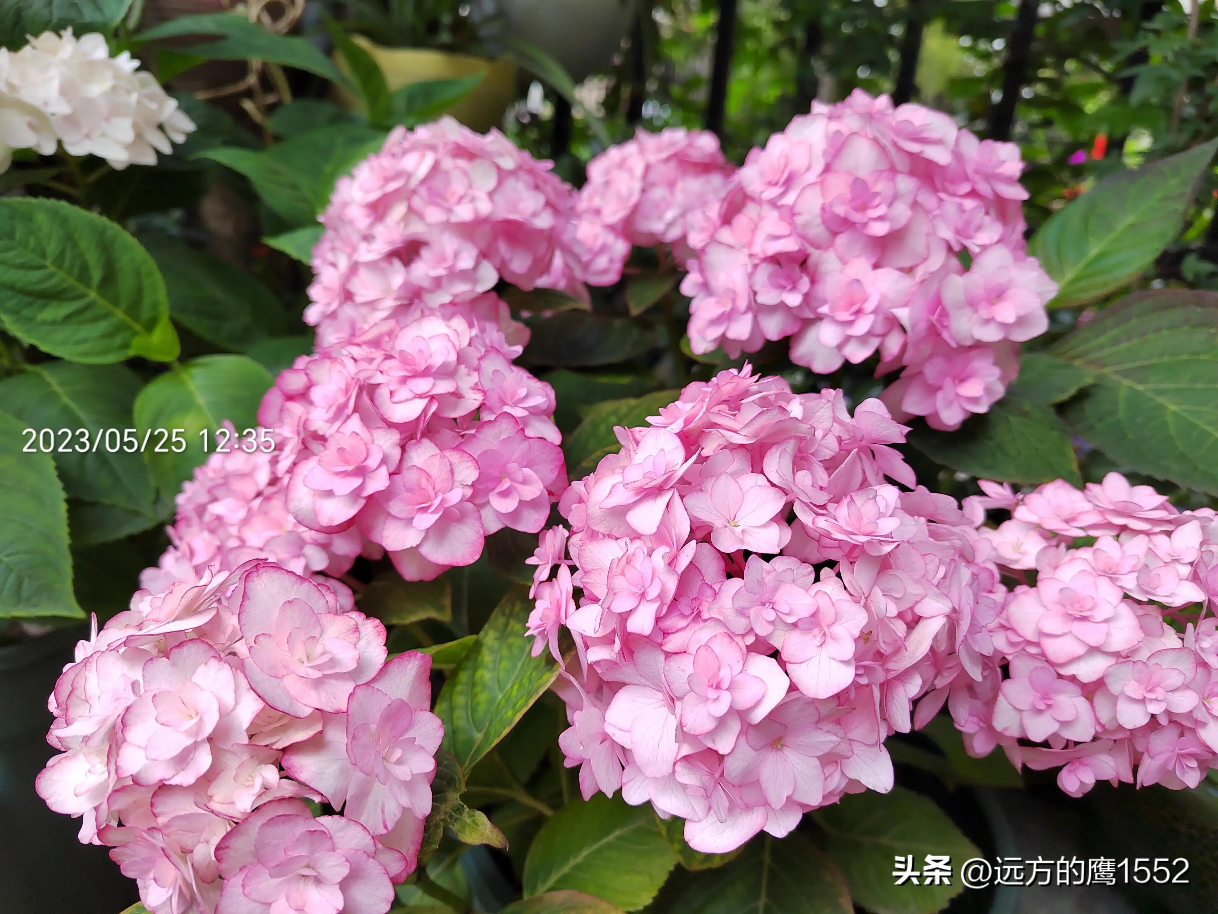 纱织小姐绣球是新老枝开花吗,绣球纱织小姐开花后的养护