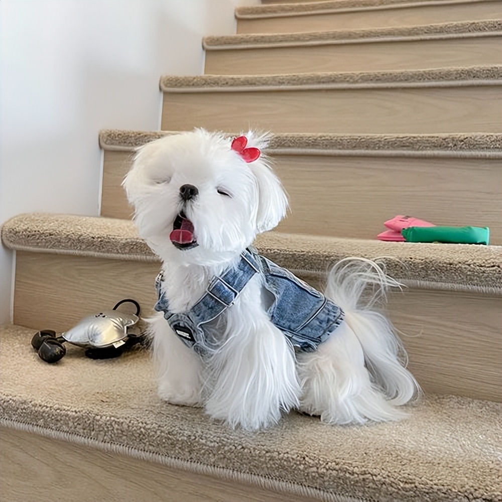 约克夏不好看为什么那么多人喜欢,约克夏为什么臭