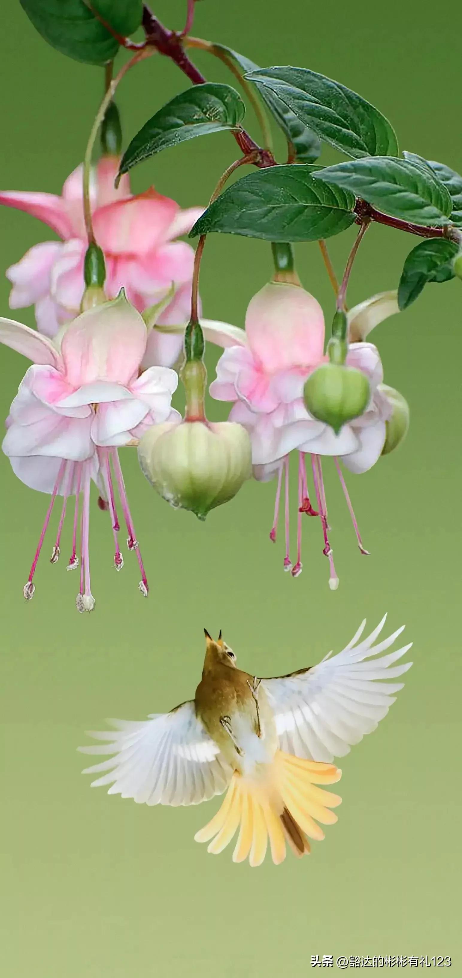 难得一见绝美一清二楚郁金香壁纸,难得一见雪景壁纸