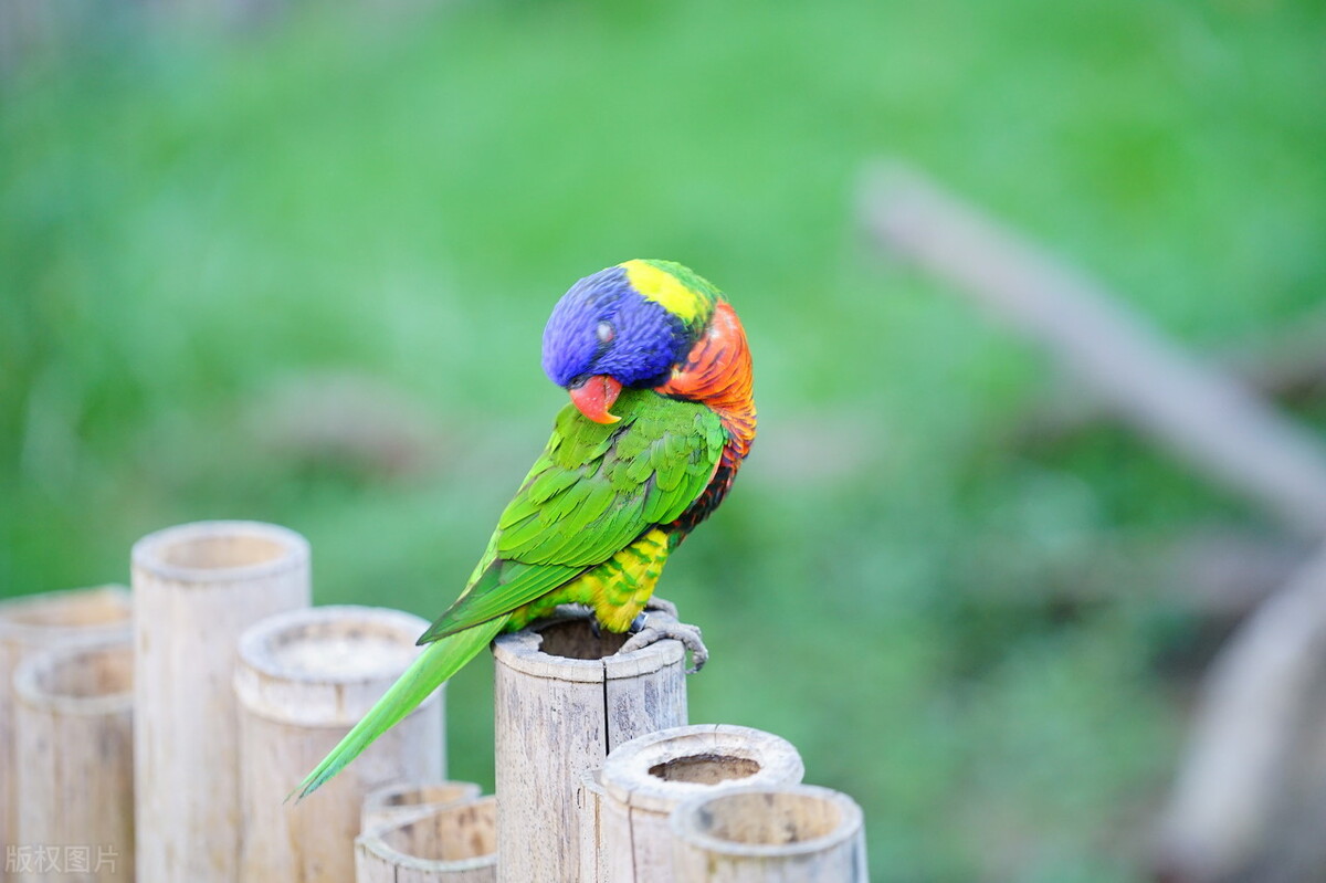 虎皮鹦鹉怎么判断是否健康,怎么判断鹦鹉是否健康