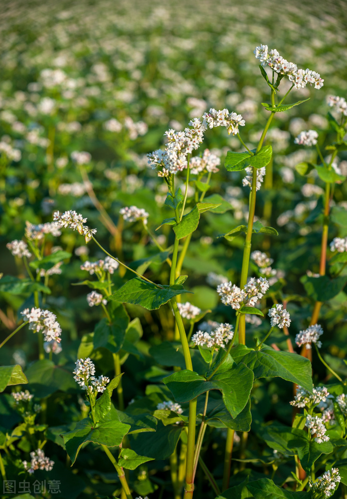 内蒙古库伦旗的荞麦哪里有卖,内蒙古通辽市库伦旗荞麦面