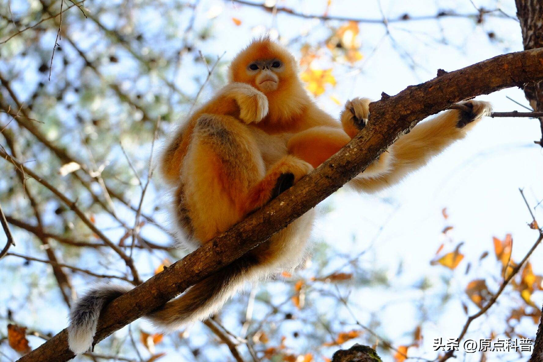 金丝猴是世界上最美猴子吗,世界上最濒危的猴子是什么猴