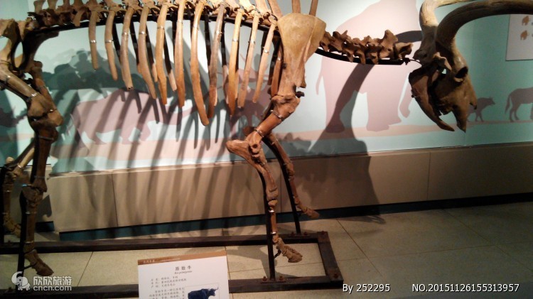 大连旅游自由行攻略四日游路线,大连旅游详细攻略一日游最佳路线