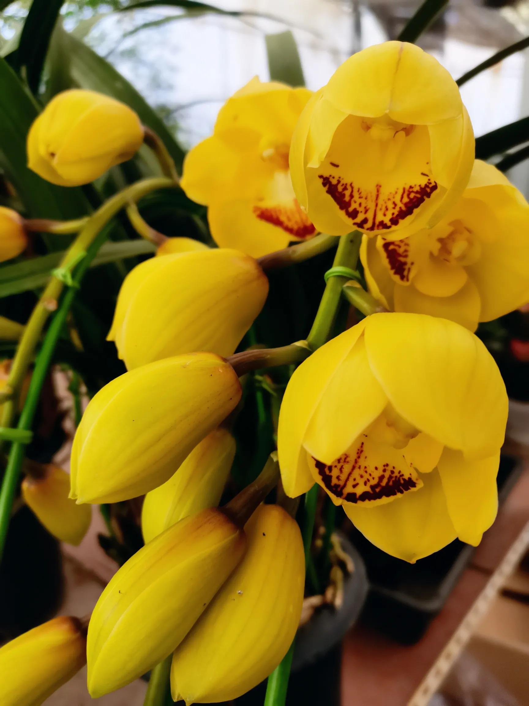 阴雨雾霾天逛月亮湾花市，郁闷不见了，心情舒朗愉悦