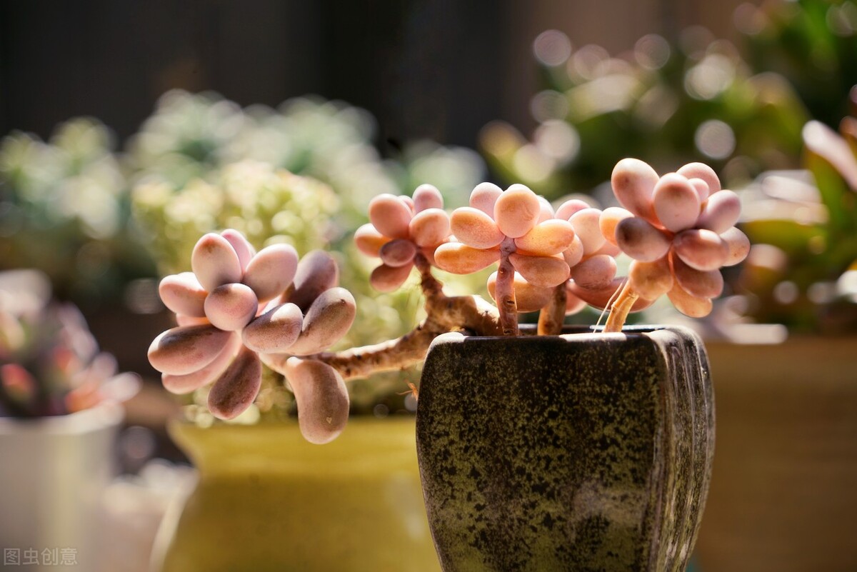 桃蛋叶片怎么出芽最快,桃蛋叶片有黑斑点怎么办