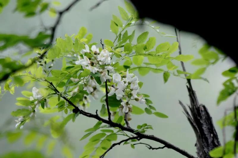 忆老家那棵洋槐树洋槐花盛开阵阵扑鼻香