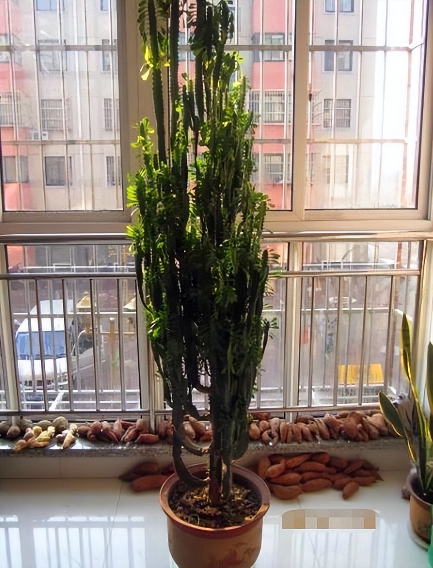 甲醛盆栽哪个效果最好还好养活,什么盆栽甲醛少好养的