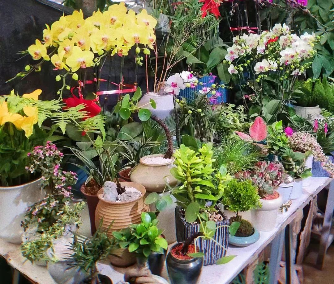 雨雪天气,来济南这些宝藏花市再合适不过了!快去把春天的浪漫抱回家吧!