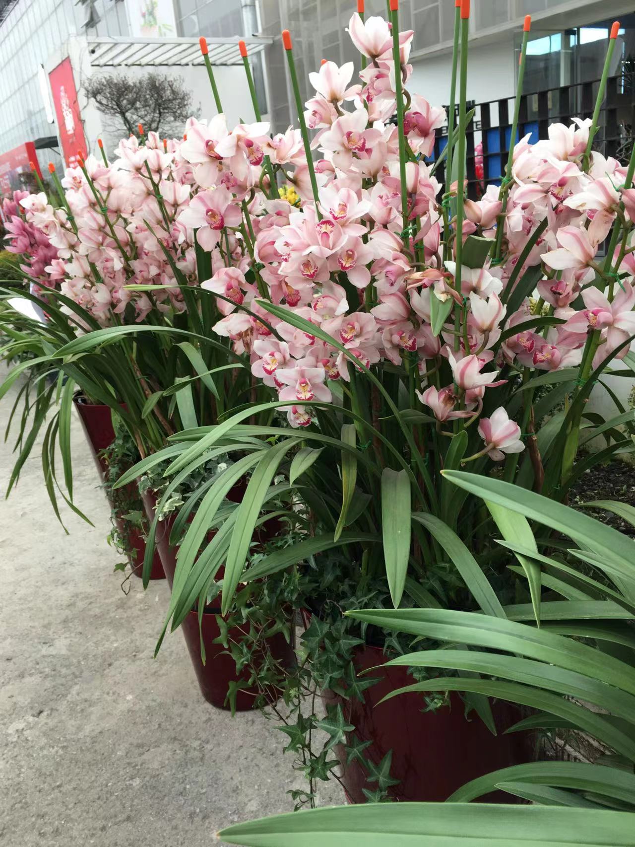 成都春天花卉市场哪里最便宜,成都温江区最便宜的花卉市场