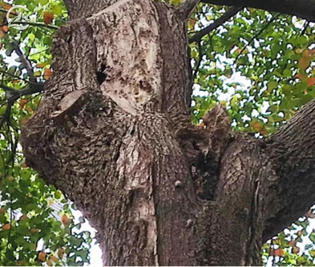 香樟树虫害有哪些,香樟树虫害会把樟树致死吗