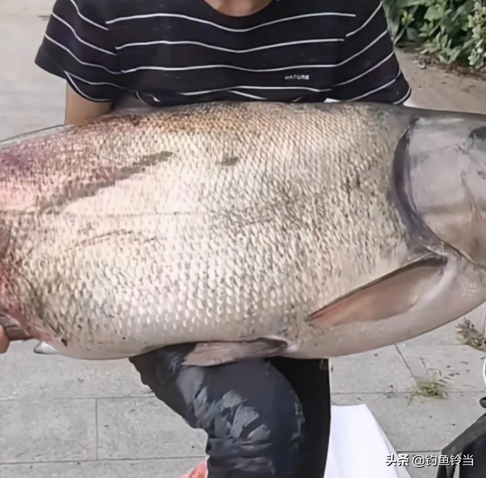 十年禁渔最大鱼多大,长江经过十年禁渔好鱼将会有多少