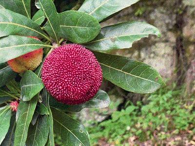 如何泡杨梅酒正确做法视频,泡杨梅酒的正确方法视频