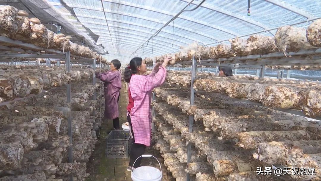 蘑菇朵朵向阳开,甘肃天祝哈溪蘑菇