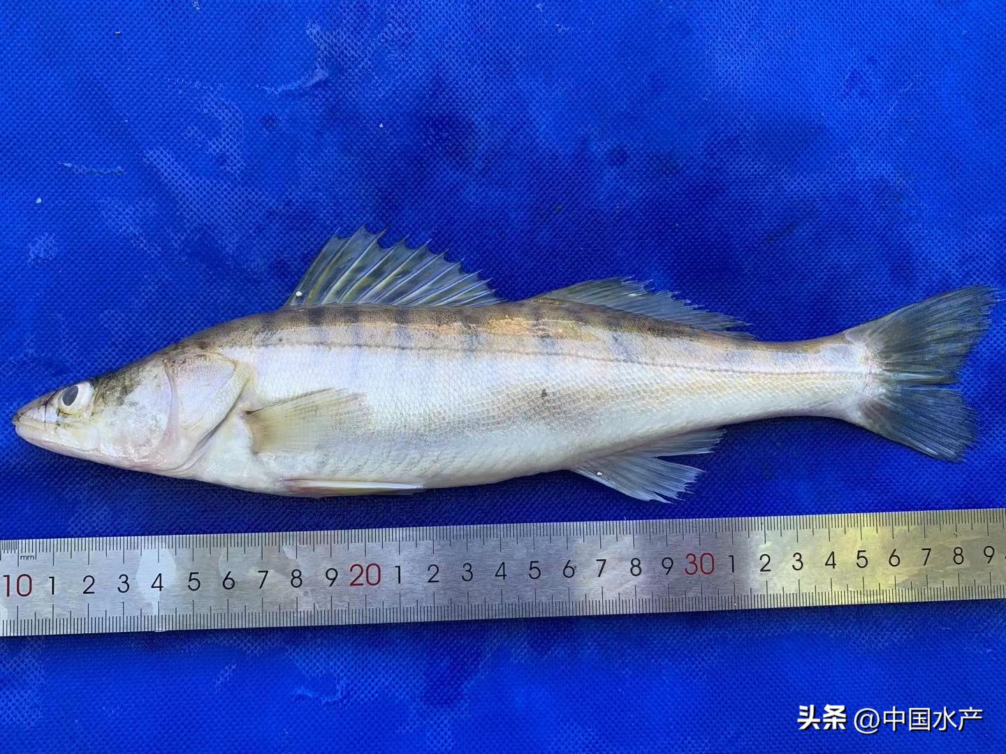 水生外来物种入侵防控工作方案,水生动物防疫