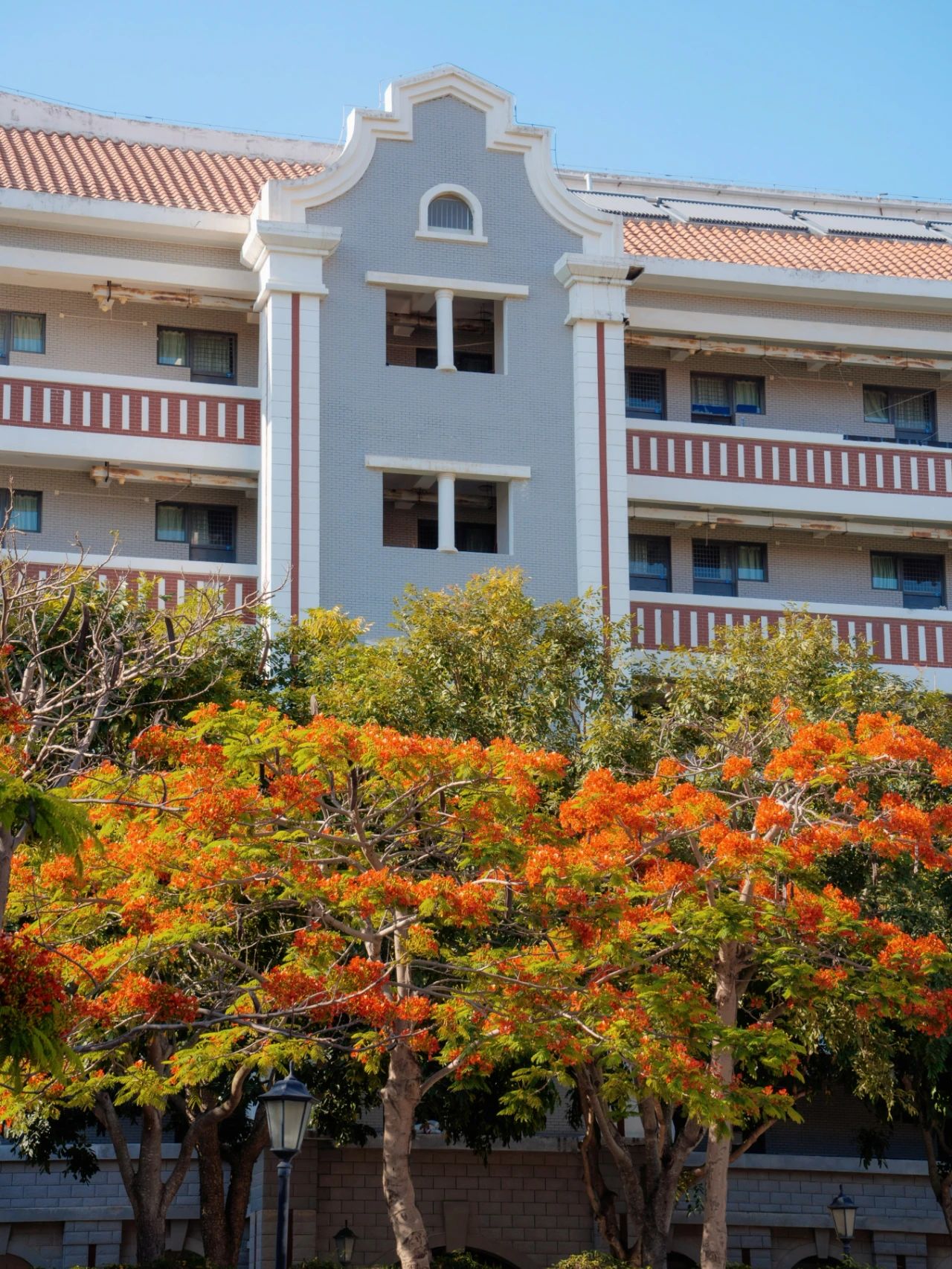 厦大蓝x凤凰花，何止灿烂！