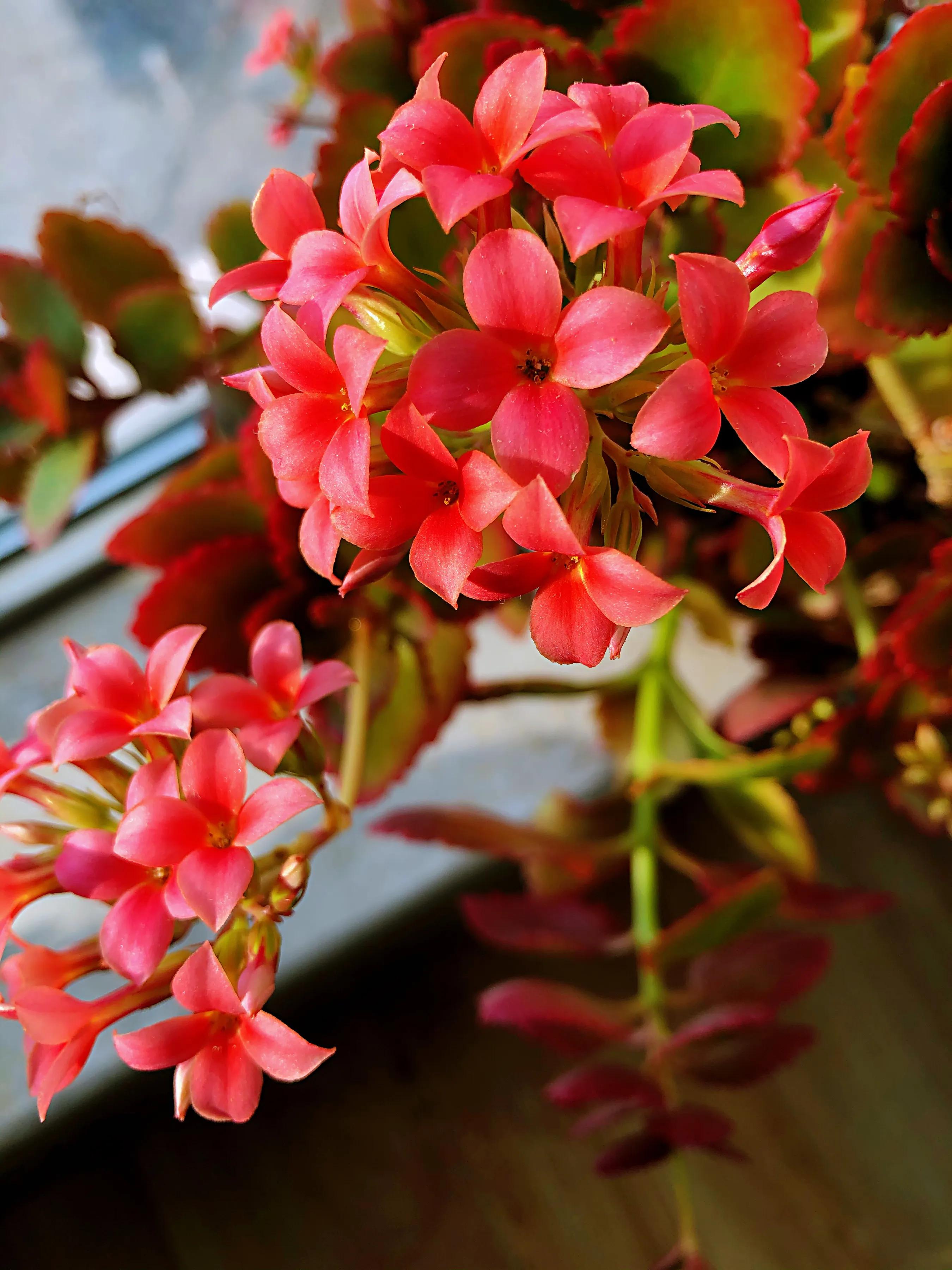 家里养什么花儿好养活,家里养的花儿图片