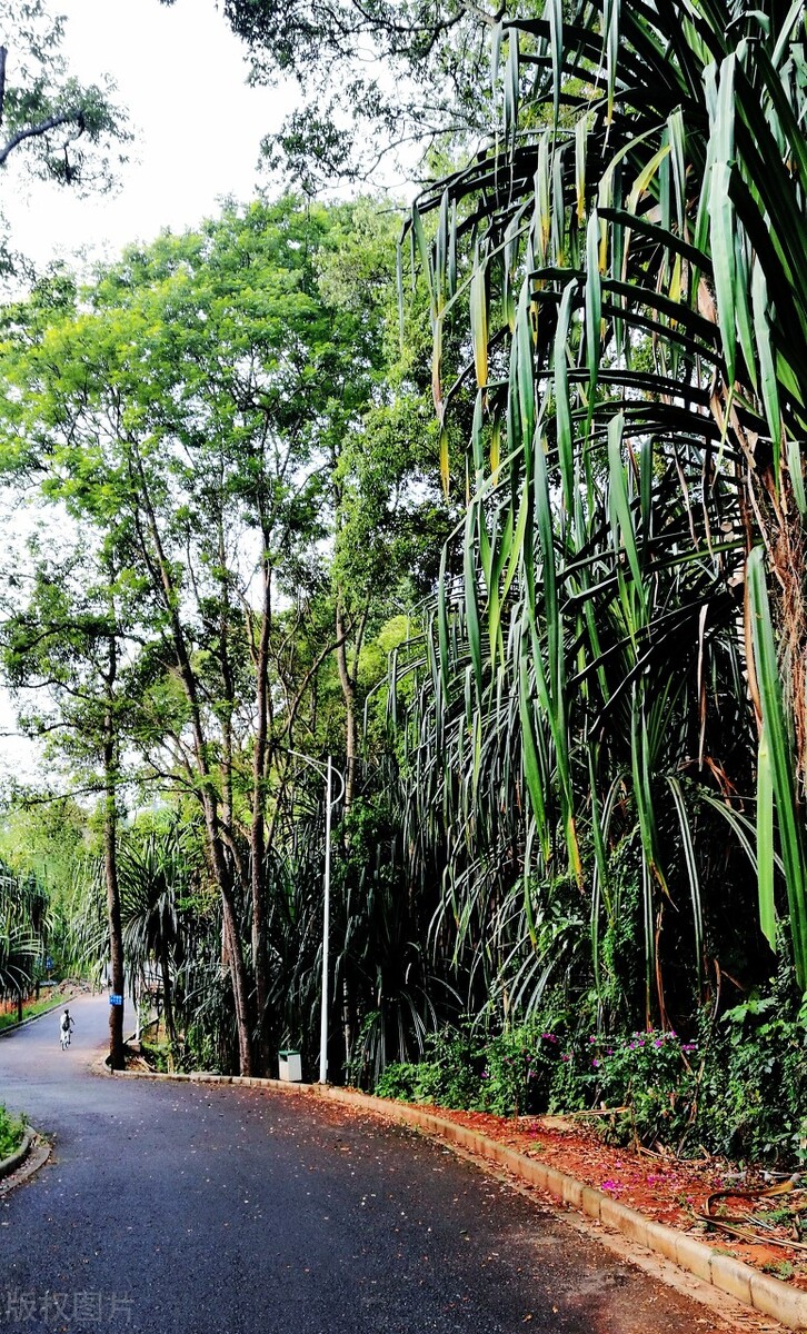 美丽的西双版纳冬天避寒的好地方,冬天度假与西双版纳相似的地方