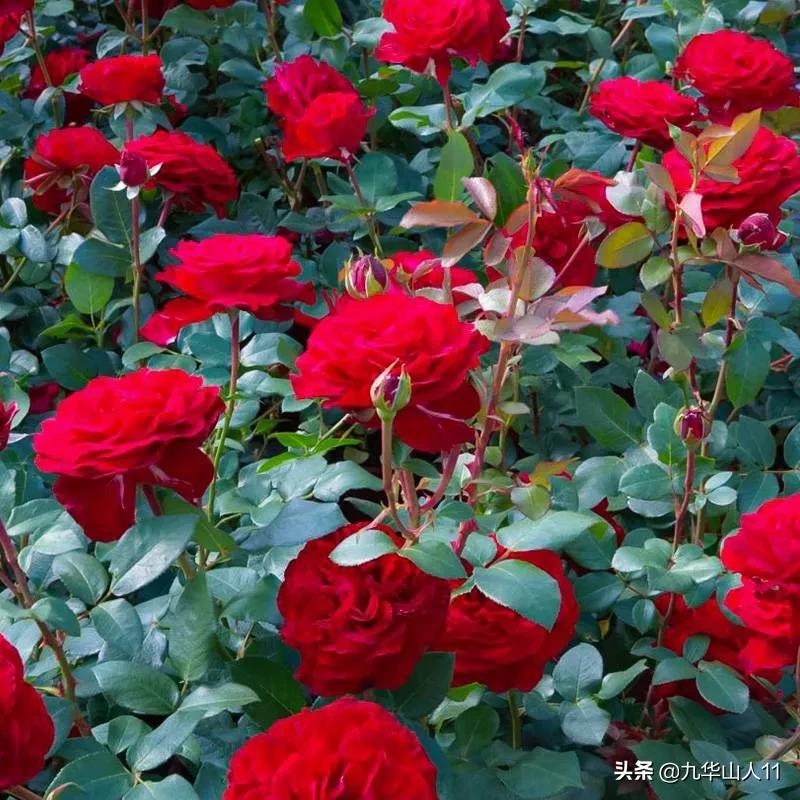 20cm大花重瓣月季品种,黄颜色大花月季是什么品种