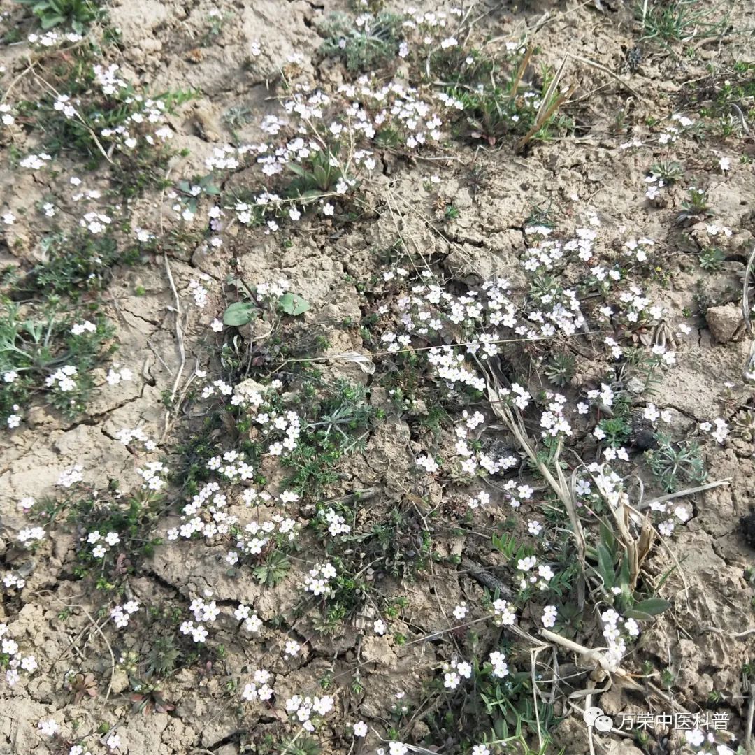 植物幼苗的发展过程详细,植物的幼苗在生长过程中