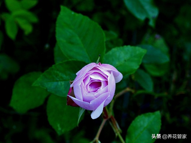 哪种紫色的月季最好看,蓝紫色的月季有哪些