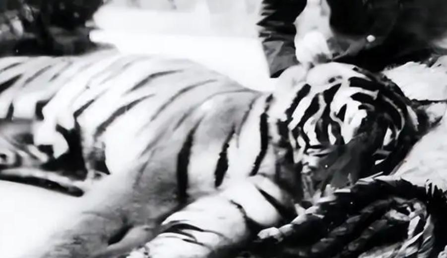 湖南奇人贺业武：一生杀死305只老虎，到死也不透露秘药配方