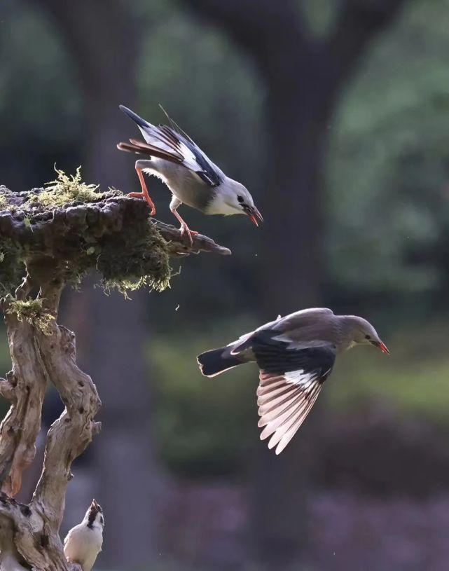 犬与猫的游戏,鹅与狗的游戏
